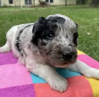 Gene, a male Aussiedoodle for sale in Malvern, AR – 7 of 7