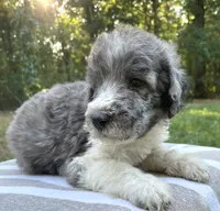 Jules, a male Poodle - Standard  for sale in Malvern, AR – 3 of 7