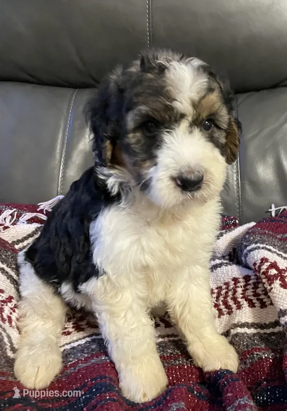 Bunny – Aussiedoodle puppy for sale in Malvern, AR