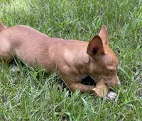 Tawny, a female Rat Terrier for sale in Malvern, AR – 3 of 3