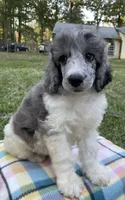 Jules, a male Poodle - Standard  for sale in Malvern, AR – 4 of 10