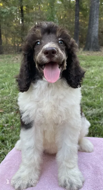 Chanel – Poodle - Standard  puppy for sale in Malvern, AR