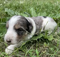 Johnny, a male Aussiedoodle for sale in Malvern, AR – 5 of 8