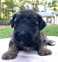 Raphael, a male Poodle - Standard  for sale in Malvern, AR – 2 of 3