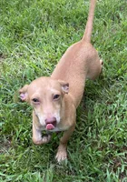 Sugar, a female Rat Terrier for sale in Malvern, AR – 2 of 3