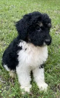 Dolly, a female Aussiedoodle for sale in Malvern, AR – 4 of 7