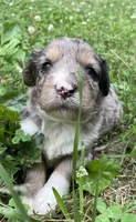 Nita, a female Aussiedoodle for sale in Malvern, AR – 1 of 4