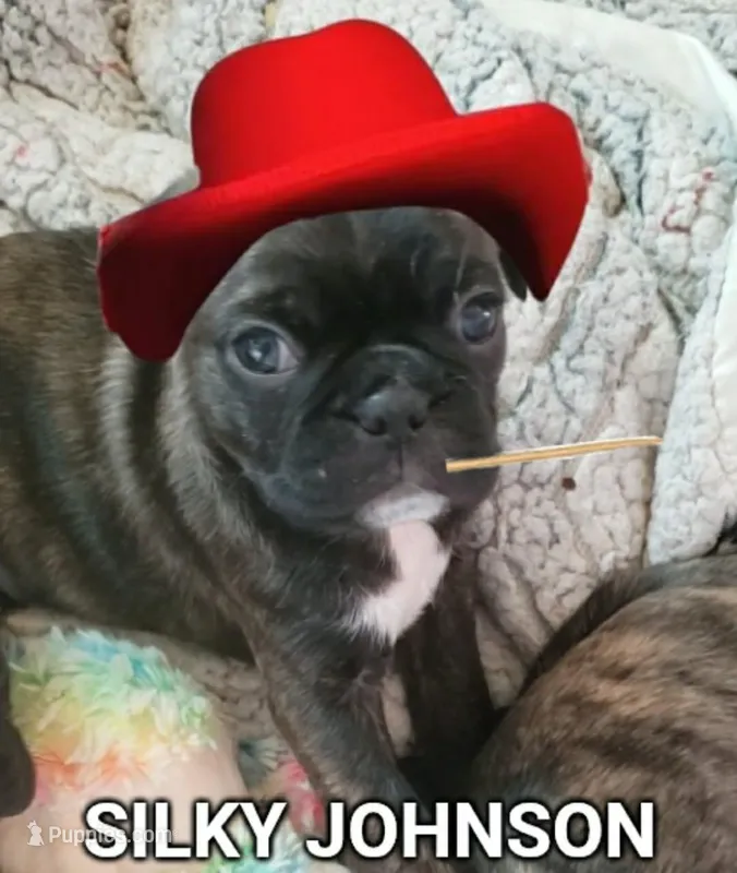 Silky Johnson, a male Boston Terrier and Pug for sale in Peoria, IL – Photo 1 of 5