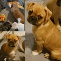 Daisy, a female Boston Terrier and Pug for sale in Peoria, IL – Photo 2 of 4