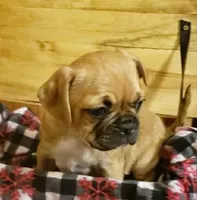 Daisy, a female Boston Terrier and Pug for sale in Peoria, IL – Photo 3 of 4