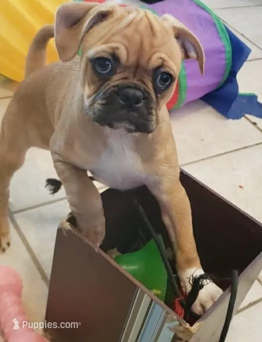 Daisy – Boston Terrier, Pug puppy for sale in Peoria, IL