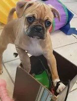 Daisy, a female Boston Terrier and Pug for sale in Peoria, IL – Photo 1 of 4