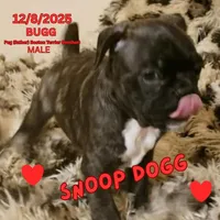 Snoop Dogg, a male Boston Terrier and Pug for sale in Peoria, IL – Photo 2 of 5
