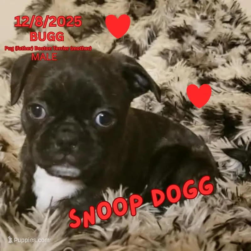 Snoop Dogg, a male Boston Terrier and Pug for sale in Peoria, IL – Photo 1 of 5