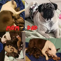 Snoop Dogg, a male Boston Terrier and Pug for sale in Peoria, IL – Photo 5 of 5