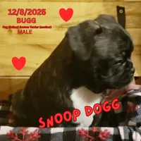 Snoop Dogg, a male Boston Terrier and Pug for sale in Peoria, IL – Photo 3 of 5