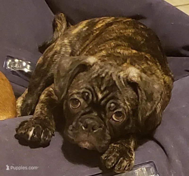 Banksy – Boston Terrier, Pug puppy for sale in Peoria, IL