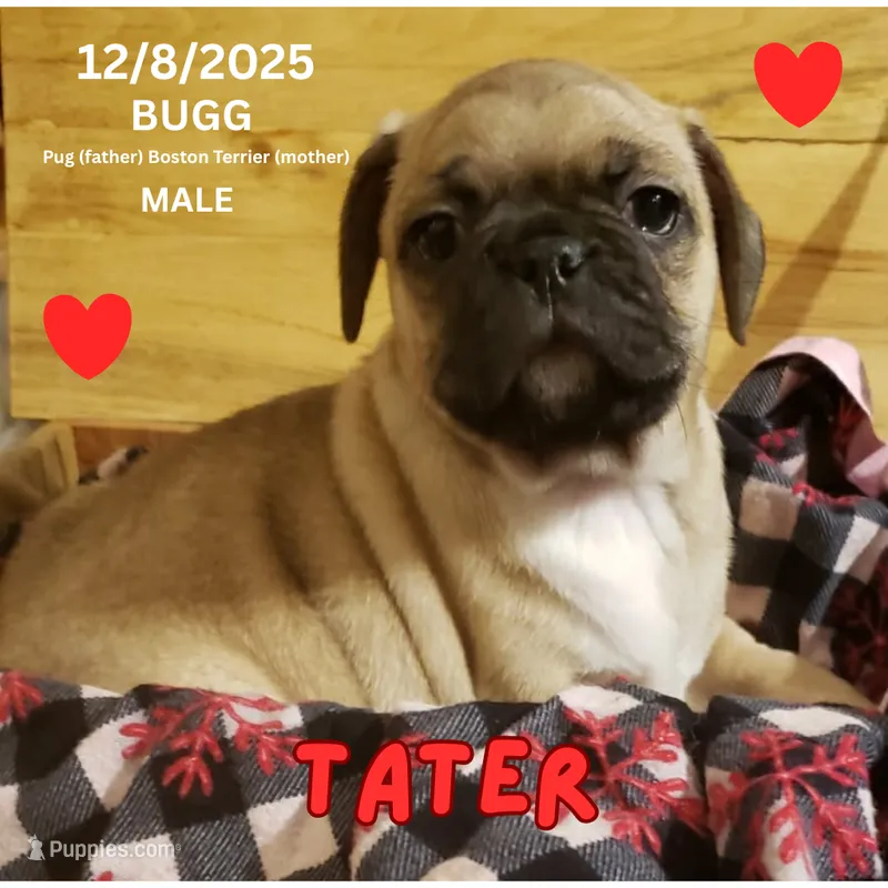 Tater