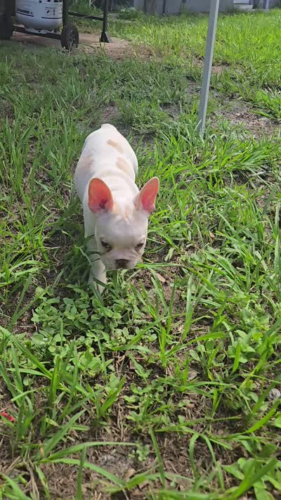 Polar, a male French Bulldog for sale in Sarasota, FL – 5 of 6