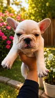Goku, a male French Bulldog for sale in Sarasota, FL – 3 of 6