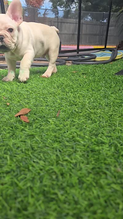 Goku, a male French Bulldog for sale in Sarasota, FL – 6 of 6