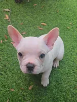 Yeti, a male French Bulldog for sale in Sarasota, FL – 1 of 4