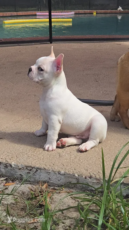 Polar – French Bulldog puppy for sale in Sarasota, FL