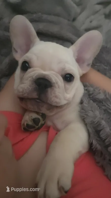 Goku – French Bulldog puppy for sale in Sarasota, FL