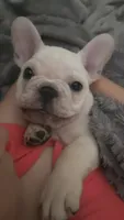 Goku, a male French Bulldog for sale in Sarasota, FL – 2 of 6