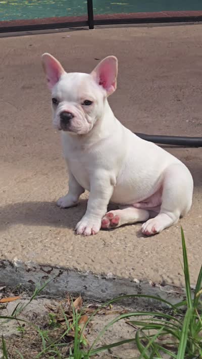 Polar, a male French Bulldog for sale in Sarasota, FL – 6 of 6