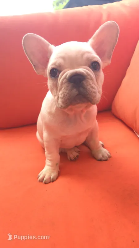Goku – French Bulldog puppy for sale in Sarasota, FL