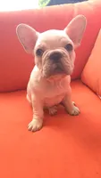 Goku, a male French Bulldog for sale in Sarasota, FL – 1 of 6