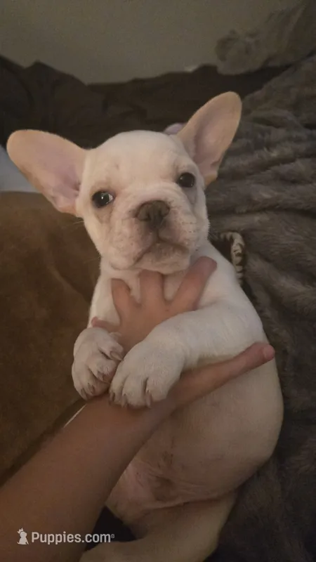 Polar – French Bulldog puppy for sale in Sarasota, FL