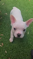 Yeti, a male French Bulldog for sale in Sarasota, FL – 3 of 4
