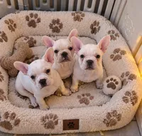 Yeti, a male French Bulldog for sale in Sarasota, FL – 2 of 4