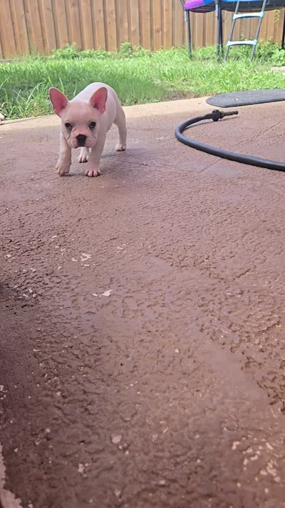 Yeti, a male French Bulldog for sale in Sarasota, FL – 4 of 4