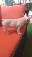 Goku, a male French Bulldog for sale in Sarasota, FL – 5 of 6