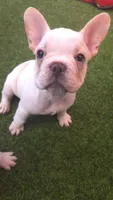 Polar, a male French Bulldog for sale in Sarasota, FL – 4 of 6