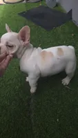 Polar, a male French Bulldog for sale in Sarasota, FL – 3 of 6