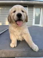 AKC Hank, a male Golden Retriever for sale in Tacoma, WA – 2 of 4