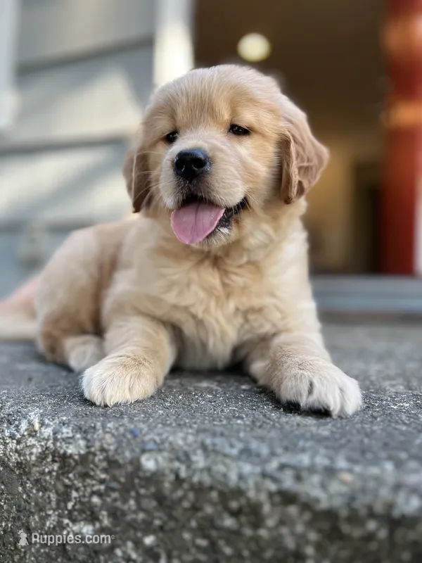 AKC Max  – Golden Retriever puppy for sale in Tacoma, WA