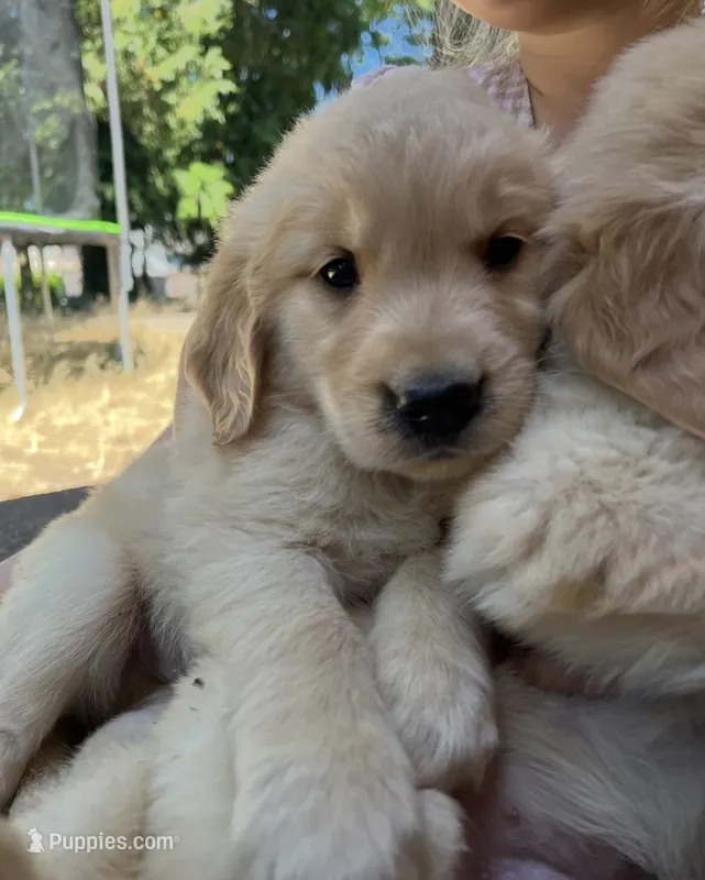 AKC Rex – Golden Retriever puppy for sale in Tacoma, WA