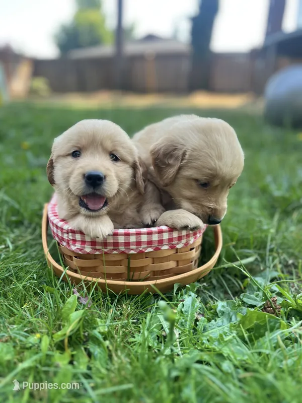 AKC Sunny  – Golden Retriever puppy for sale in Tacoma, WA