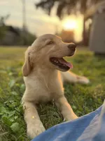 AKC Sunny , a female Golden Retriever for sale in Tacoma, WA – 1 of 2