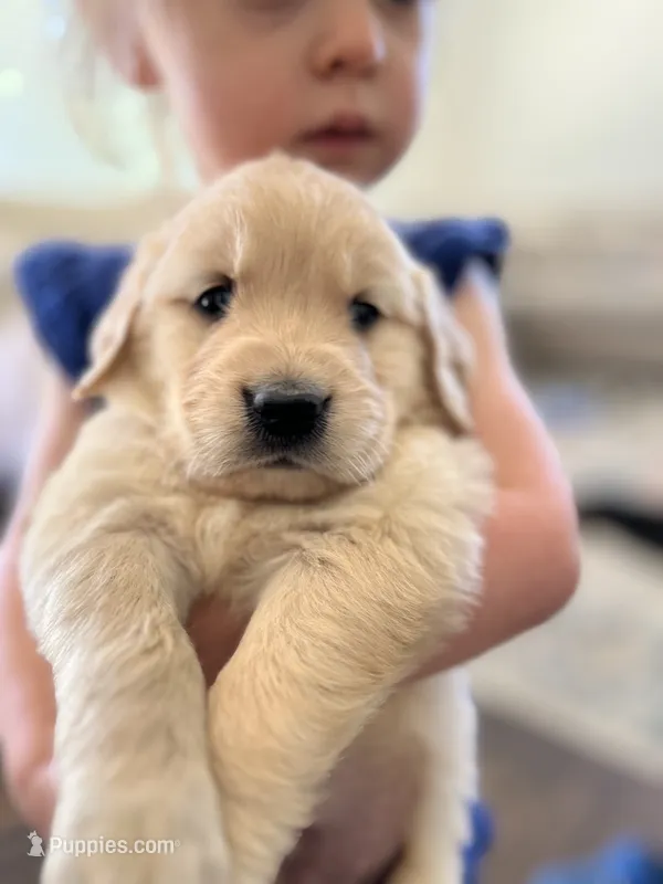 AKC Penny  – Golden Retriever puppy for sale in Tacoma, WA