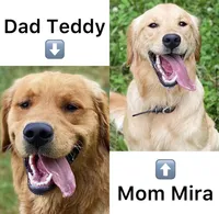 AKC Penny , a female Golden Retriever for sale in Tacoma, WA – 2 of 2