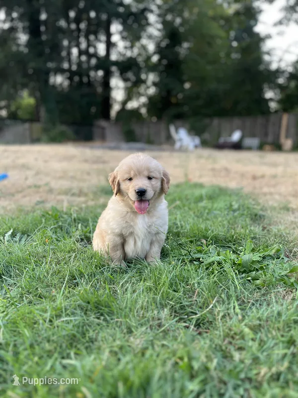 AKC Hank – Golden Retriever puppy for sale in Tacoma, WA
