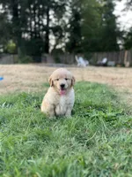 AKC Hank, a male Golden Retriever for sale in Tacoma, WA – 1 of 4