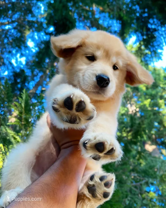 AKC Buddy  – Golden Retriever puppy for sale in Tacoma, WA