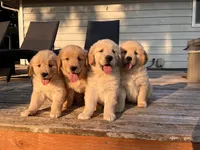 AKC Hank, a male Golden Retriever for sale in Tacoma, WA – 3 of 4